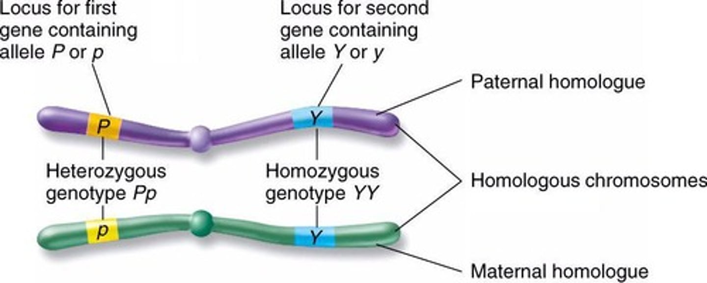 <p>Chromosomes that are the same size, centromere position, and contain the same genes in the same order, though alleles may differ</p>