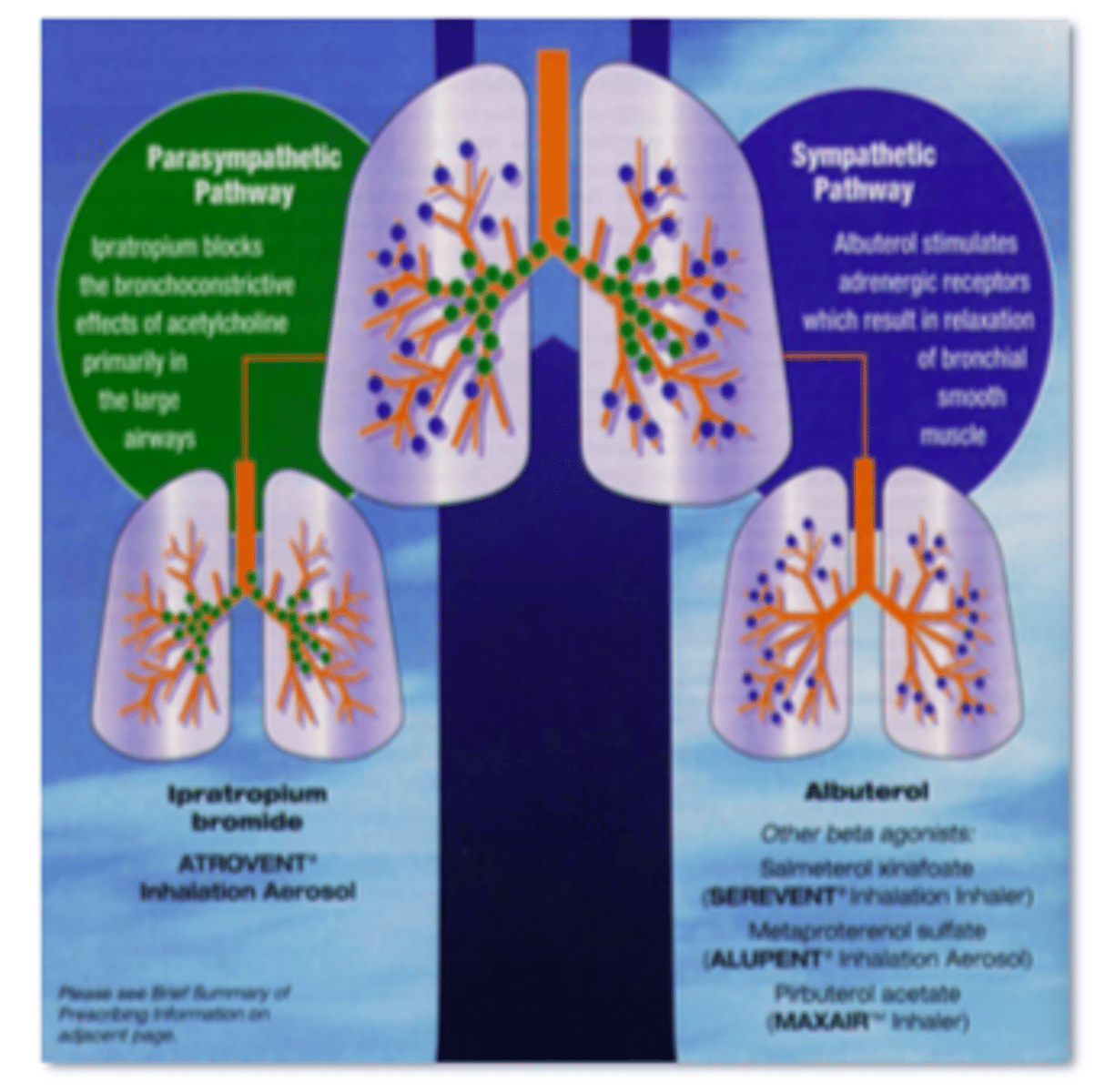 <p>Parasympathetic: inhibits bronchoconstriction</p><p>Sympathetic: causes bronchodilation</p>
