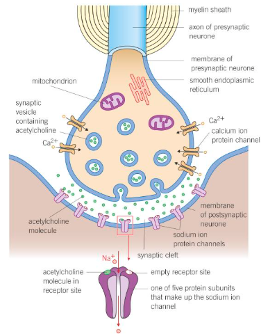 <p>Structure of a synapse:</p>