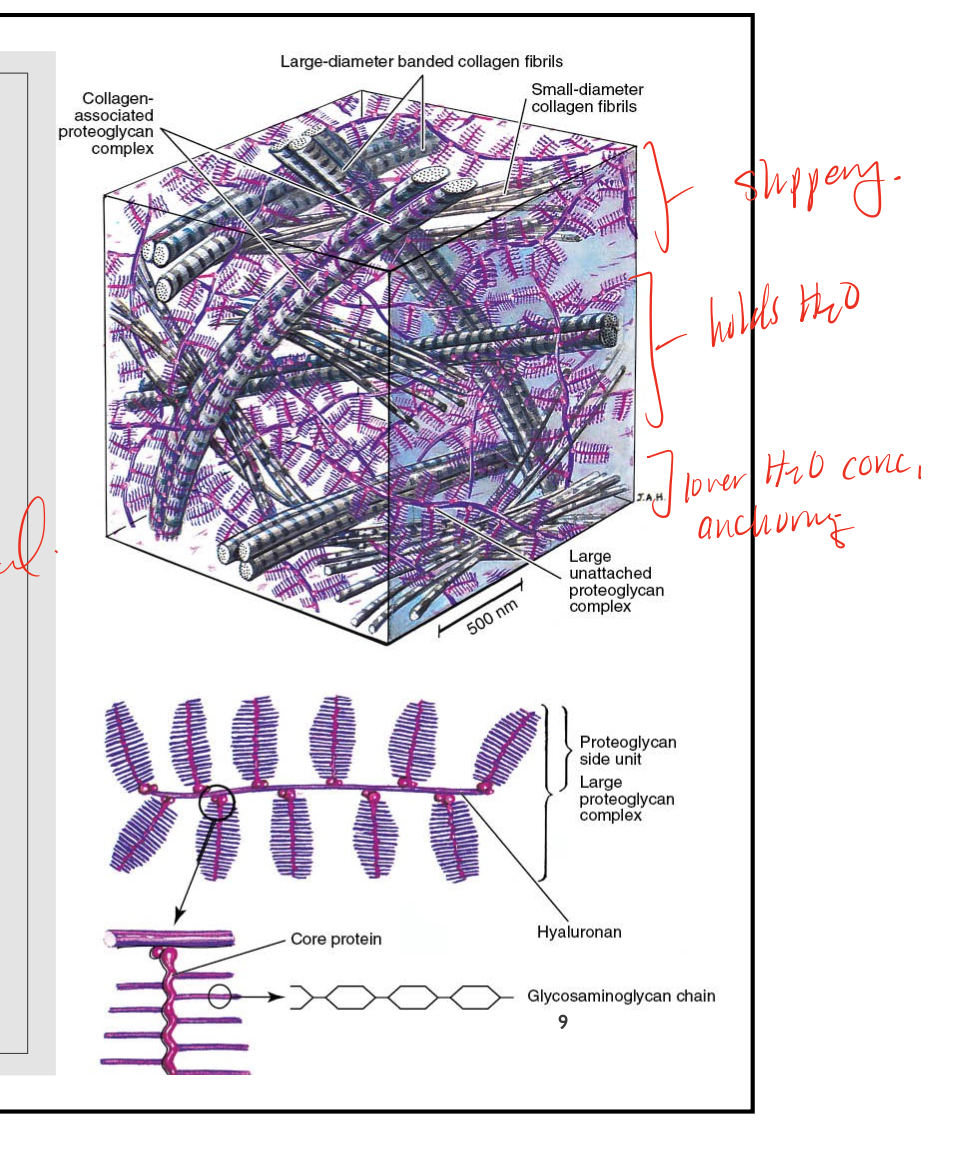 <ul><li><p>consists of proteoglycan chains</p></li><li><p>negatively charged hydrophilic molecules which repels each other and draws water in&nbsp;</p></li><li><p>consists of 65 to 80% water (wet weight of articular cartilage)&nbsp;</p></li><li><p>hgihest concentration fo PGs in middle zones&nbsp;</p></li><li><p>fluid concentration lowest in deepest regions&nbsp;</p></li></ul><p></p>