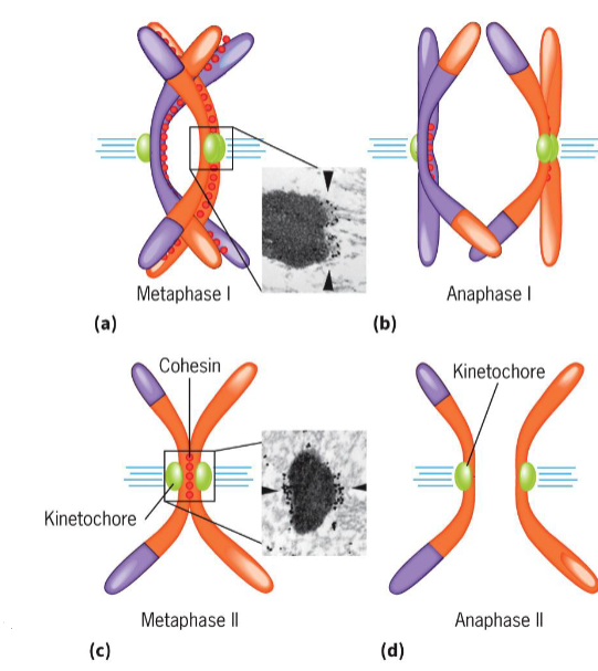 <ul><li><p>2 homologous chromosomes aligned at metaphase plate</p></li><li><p>homologous chromosomes held by one or several chiasmata</p></li></ul><p></p>