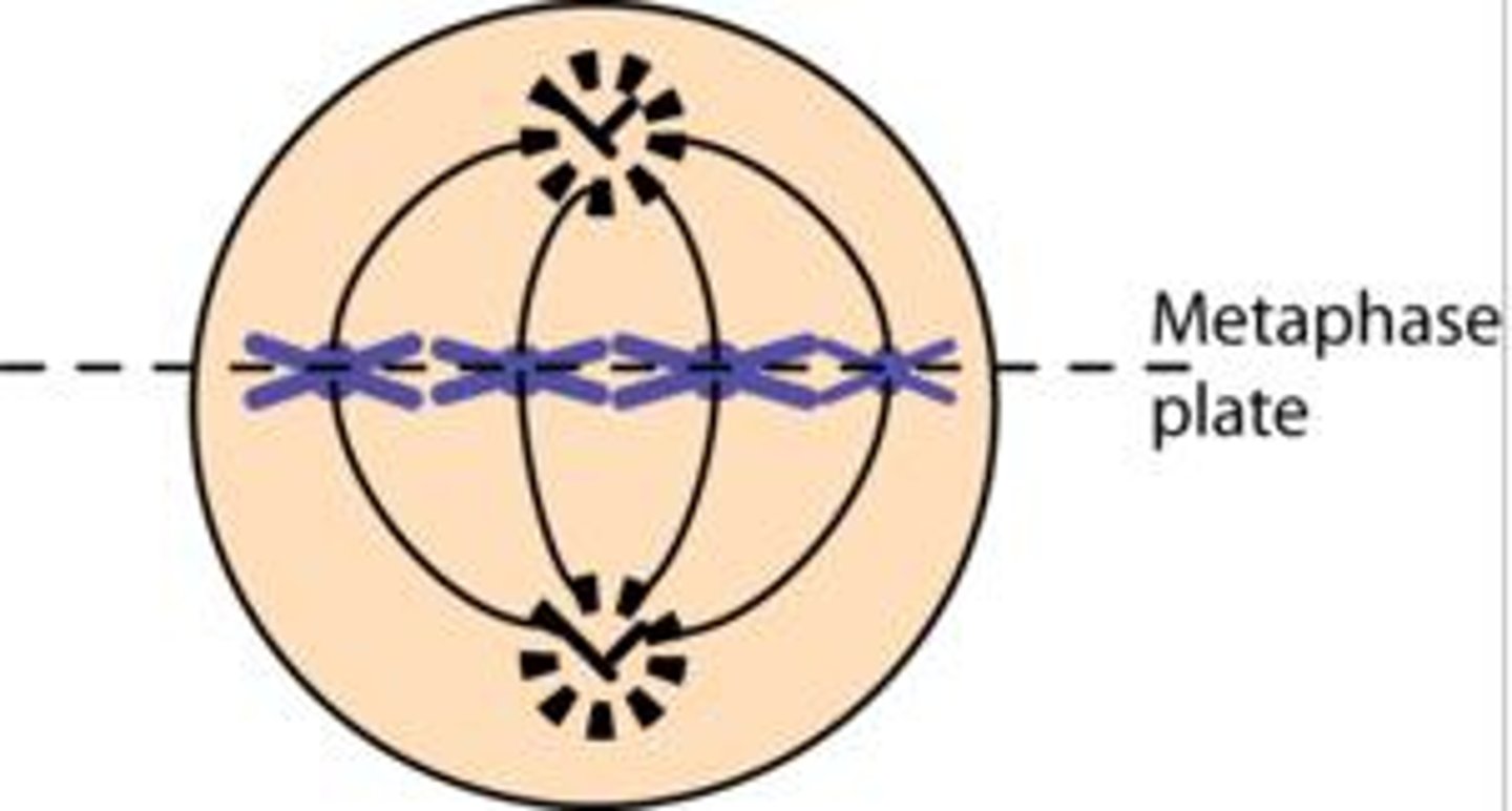 <p>the region of the spindle in the middle of the cell along which the chromatids line up</p>