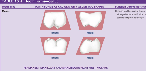 <ul><li><p>the molars function in grinding food during mastication, assisted by the premolars</p></li><li><p>the wide masticatory surface, the occlusal surface of the molars, with the prominent cusps, function during mastication </p></li></ul><p></p>