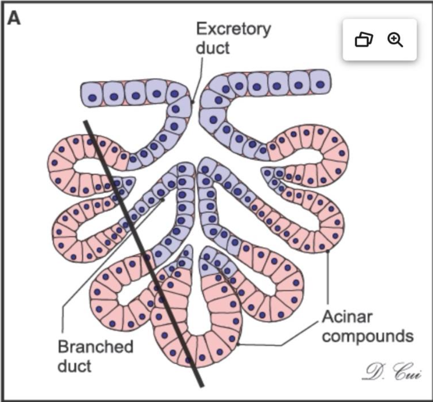 <p>what kind of gland is this and where can you find it?</p>