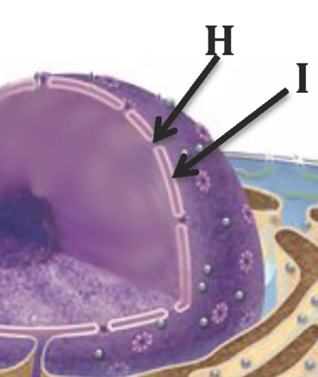 <p>Seperates nucleus from cytoplasm. Spaces in the envelope form pores which allow movement of RNA out of the nucleus. There are ribosomes on the outer surface</p>