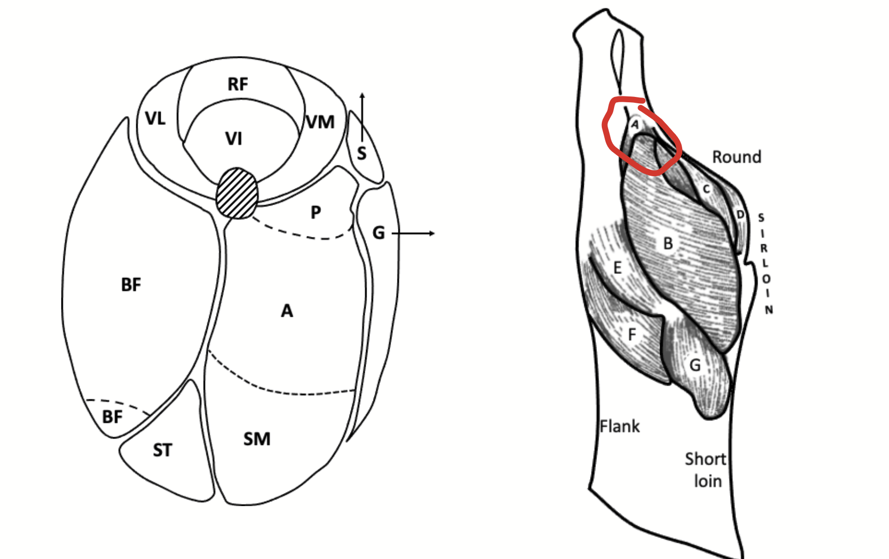 <p>A large muscle located deep in the hindlimb, covered by distal extensions of some of the proximal muscles of the limb. Pulls on the Achilles tendon at the hock and is the equivalent of the calf muscle in the human leg.</p><p>The human muscle is not covered by the posterior thigh muscles.</p>