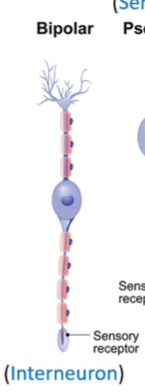 <ul><li><p>one axon and one dendrite</p></li><li><p>sensory neurons and interneurons</p></li></ul><p></p>