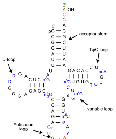 Transfer RNA (tRNA)
