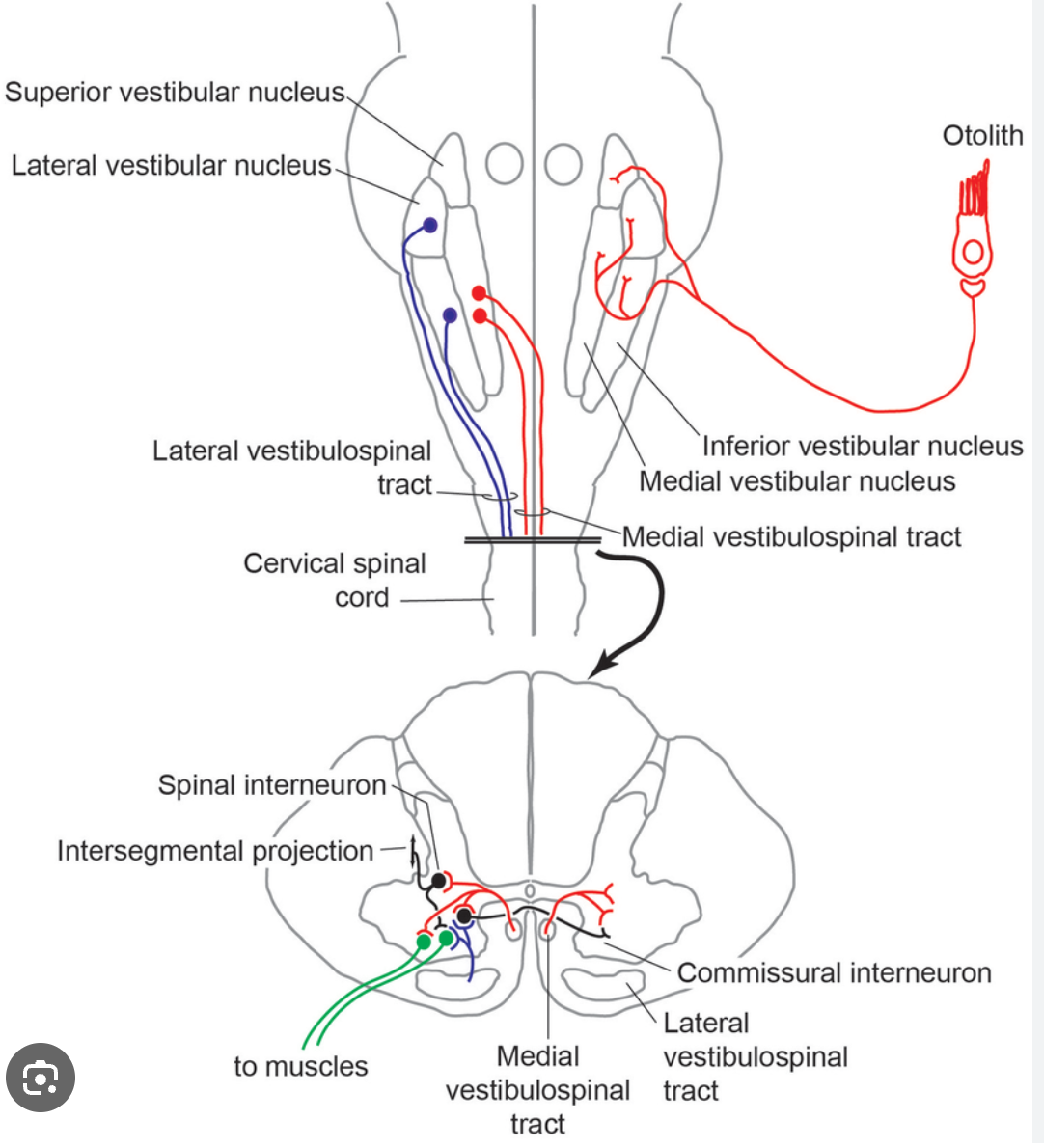 <p>Lateral Vestibulospinal Tract</p>