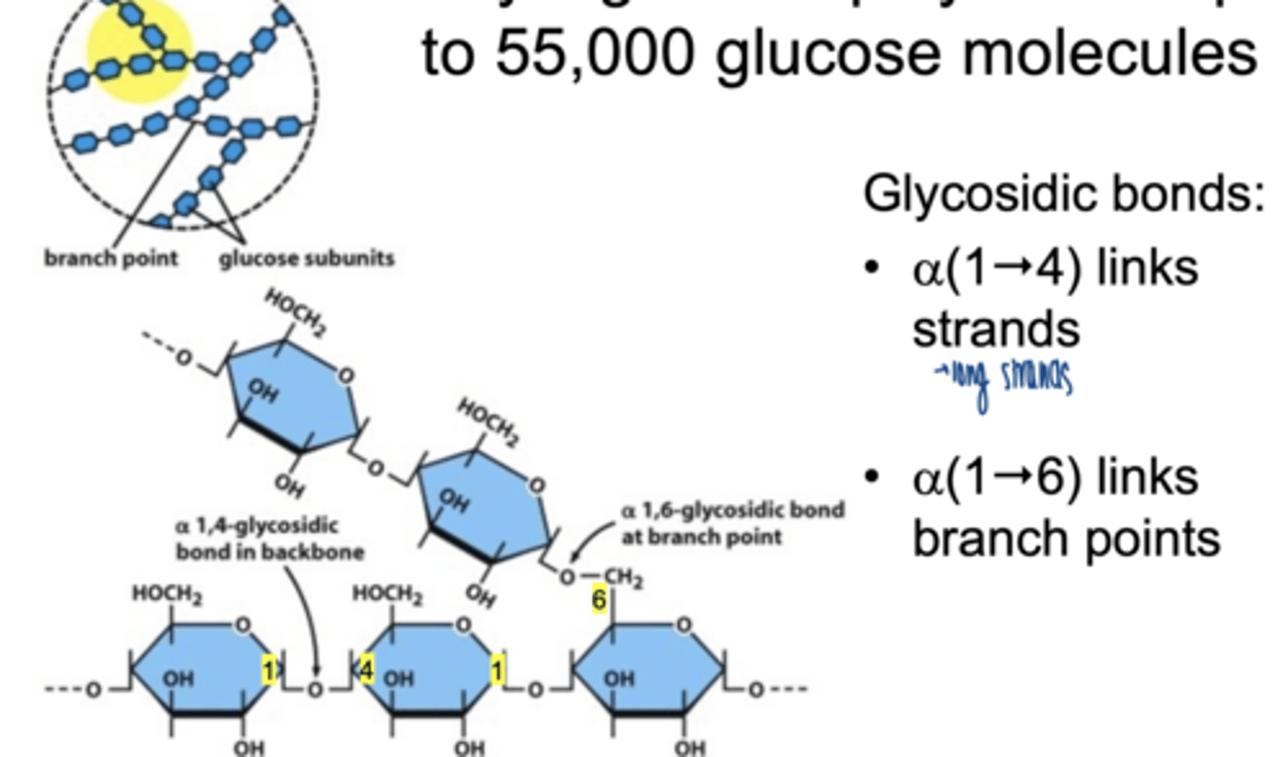 <p>α-1,4 glycosidic bonds → linear chains</p><p>α-1,6 glycosidic bonds → branch points (every 8-12 residues)</p><p>highly branched → allows rapid synthesis and breakdown</p>