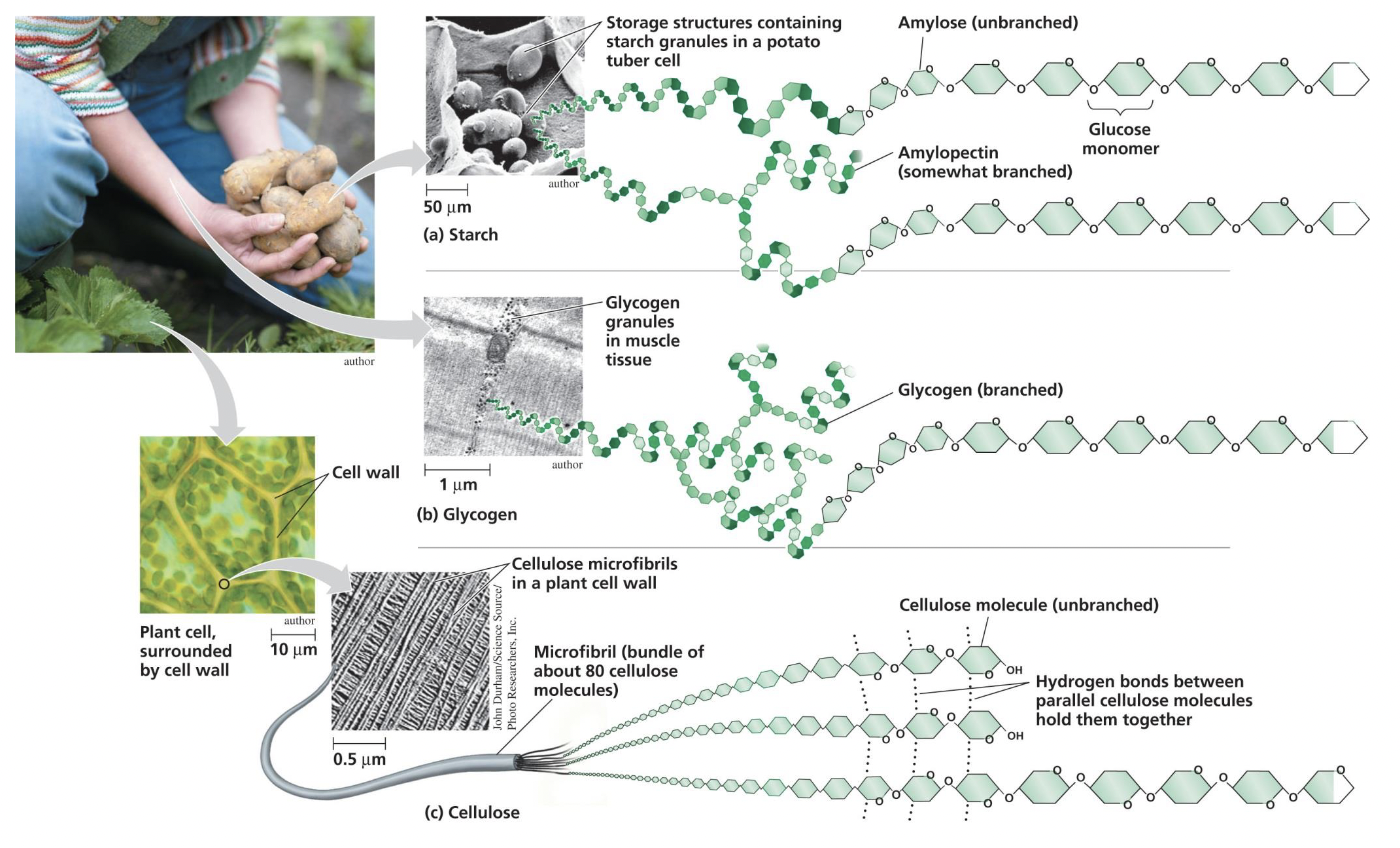 <ul><li><p><strong>Starch </strong>(unbranched chains)</p></li><li><p><strong>Glycogen </strong>(branched chains)</p></li><li><p><strong>Cellulose </strong>(unbranched chains but has hydrogen bonds connecting chains)</p></li></ul><p></p>