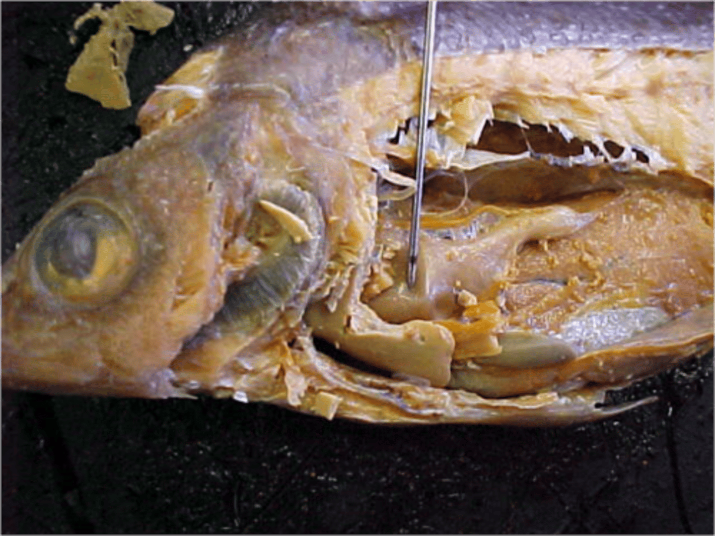 <p>A muscular and elastic sac that serves mainly to store food, break it up mechanically, and begin chemical digestion of proteins and fat.</p>