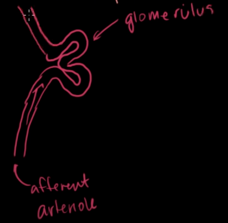 <p>afferent artenole</p>