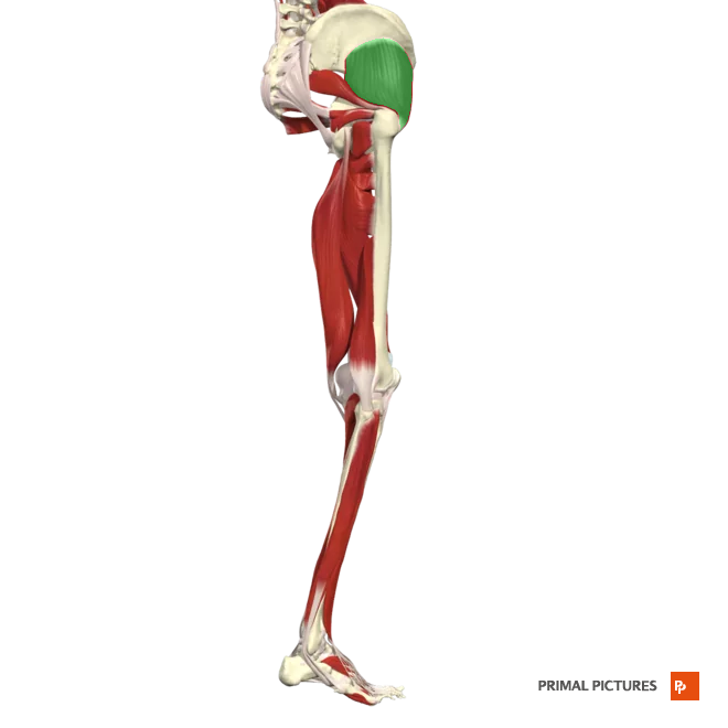 <p>Abducts and medially rotates hip </p>