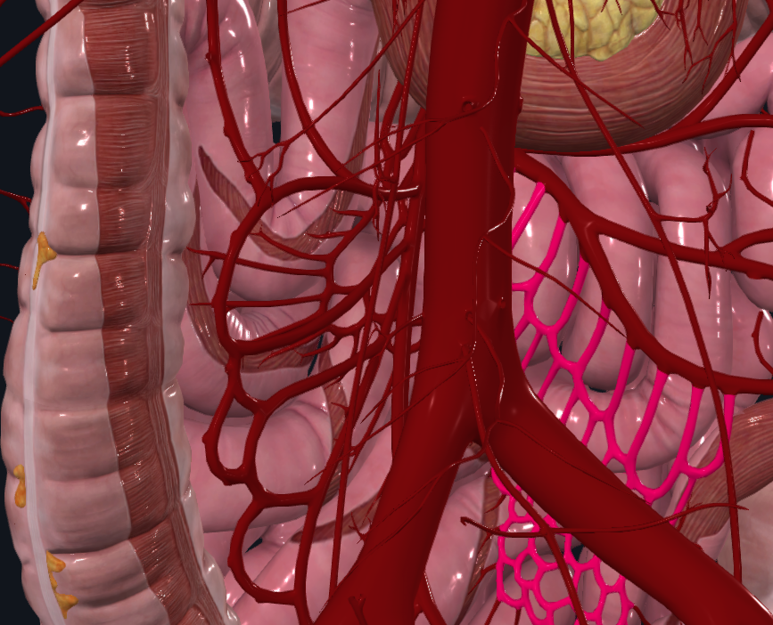 <p>What is highlighted in pink</p>