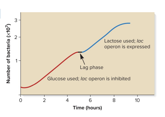 <ul><li><p>the process where bacteria sequentially use 2 sugars (glucose first, then lactose)</p></li><li><p>steps</p><ul><li><p>E coli cells were given glucose and lactose at time zero</p></li><li><p>number of E. coli cells and concentrations of both extracellular glucose and lactose were monitored for 10 hours</p></li></ul></li><li><p>findings</p><ul><li><p>cells first used glucose to increase in number</p><ul><li><p>glucose used: lac operon inhibited</p><ul><li><p>so genes involved in lactose metabolism (lacZ, lacY, lacA) are not transcribed or expressed</p></li><li><p><strong>catabolite repression</strong> keeps the lac operon off</p></li></ul></li></ul></li><li><p>after glucose was consumed a brief lag phase occurred as cells switched to utilization of lactose</p><ul><li><p>lactose used: lac operon is expressed</p><ul><li><p>so genes involved in lactose metabolism (lacZ, lacY, lacA) are transcribed and expressed</p></li></ul></li></ul></li><li><p>lag phase followed by a second increase in cell number until lactose was eventually depleted and growth leveled off</p></li></ul></li></ul><p></p>