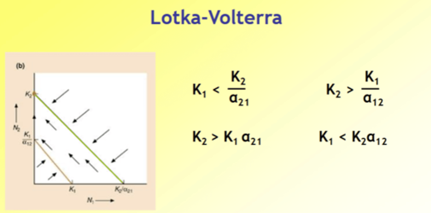 <p>- Effect of species 2 on itself > effect of species 1 on species 2</p><p>- Effect of species 1 on itself < effect of species 2 on species 1</p><p>- Species 2 is strong interspecific competitor, species 1 is weak interspecific competitor: species 2 always excludes species 1</p><p>opposite of 1st</p><p>species 1 on bottom</p>