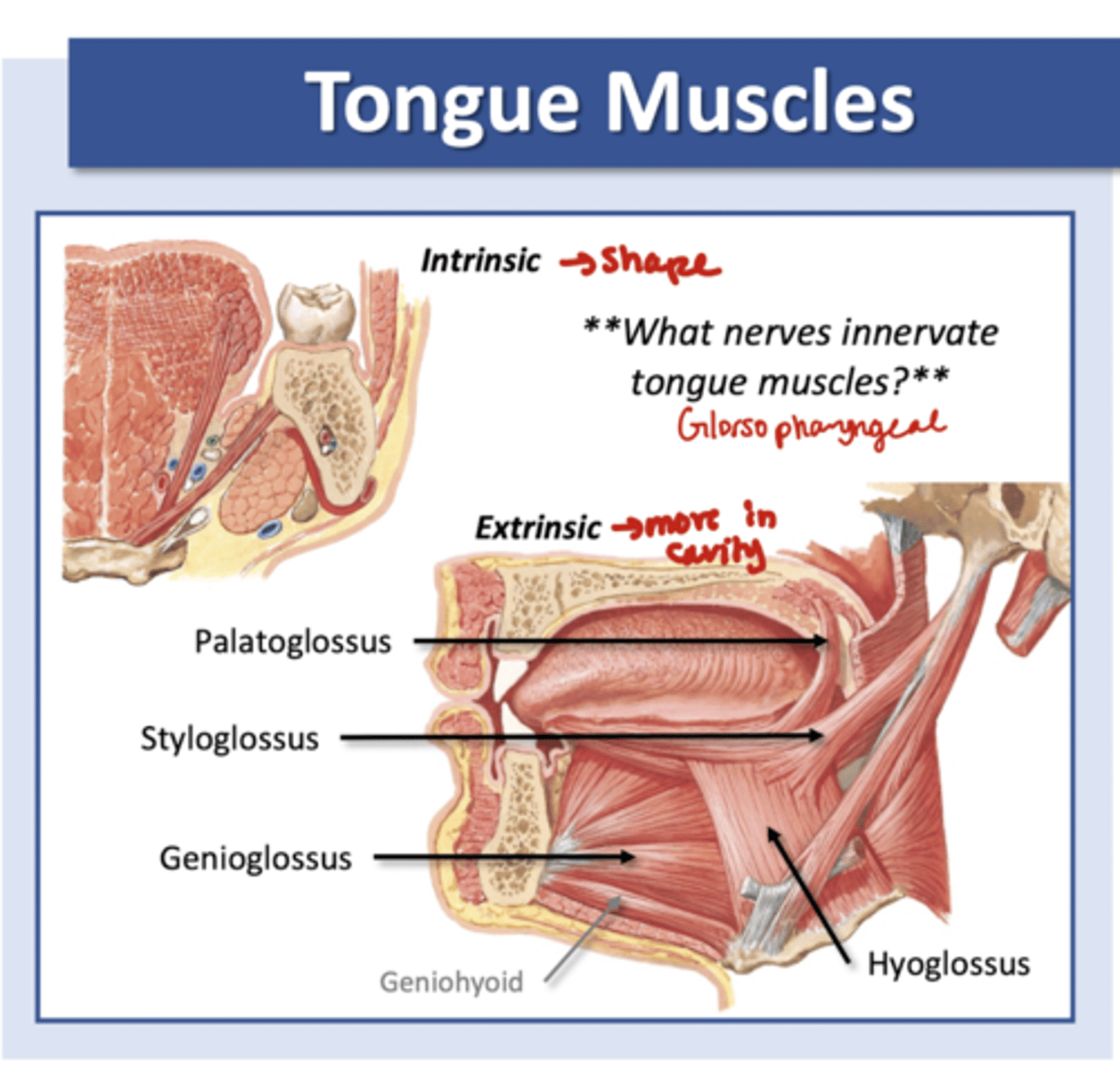 <p>Intrinsic--> shape</p><p>Extrinsic--> move in cavity</p><p>Palatoglossus, Styloglossus, Genioglossus, Hyoglossus</p><p>*Glossopharyngeal (CN IX)*</p><p>-involved in mechanical digestion and mixing and propulsion</p>