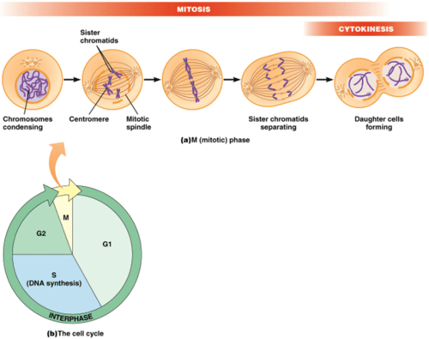 <p>Celcyclus: </p><p>M fase (mytose en cytokinese) en interfase</p><p>Interfase</p><p>-G1</p><p>-S: DNA replicatie! (6-8h)</p><p>-G2</p><p>G=GAP</p>