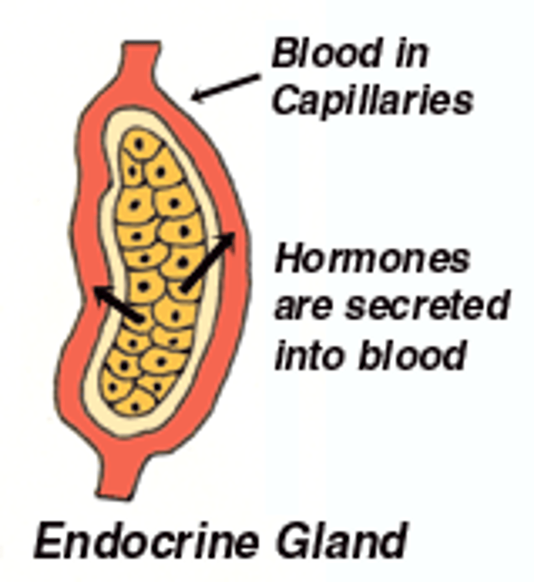 <p>ductless glands, secreting hormones directly into the blood vessels that pass through the gland</p>