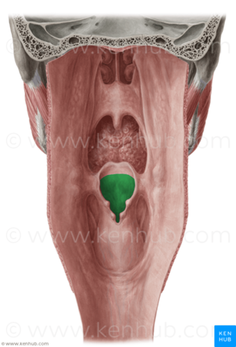 <p>opening that connects the pharynx and larynx</p>