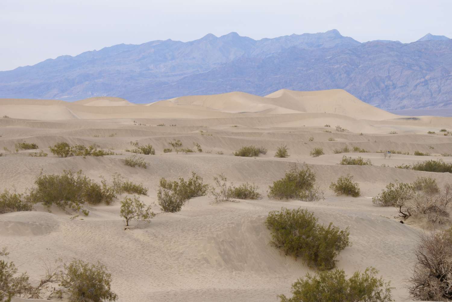 <p>Desert</p>