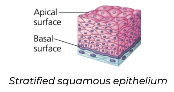 Stratified squamous
➔ Multilayered and _______ rapidly
➔ New cells and formed by division near the ____ surface push outward, replacing cells that slough off
➔ Found on surfaces subject to _______ such as outer ___, linings of the _____, ____, and ______