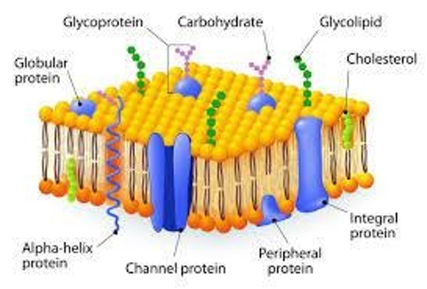 <p>Boundary & Protection; consists of a phospholipid bilayer, cholesterol for fluidity, protein channels/gates for transport, glycoproteins for cell recognition.</p>