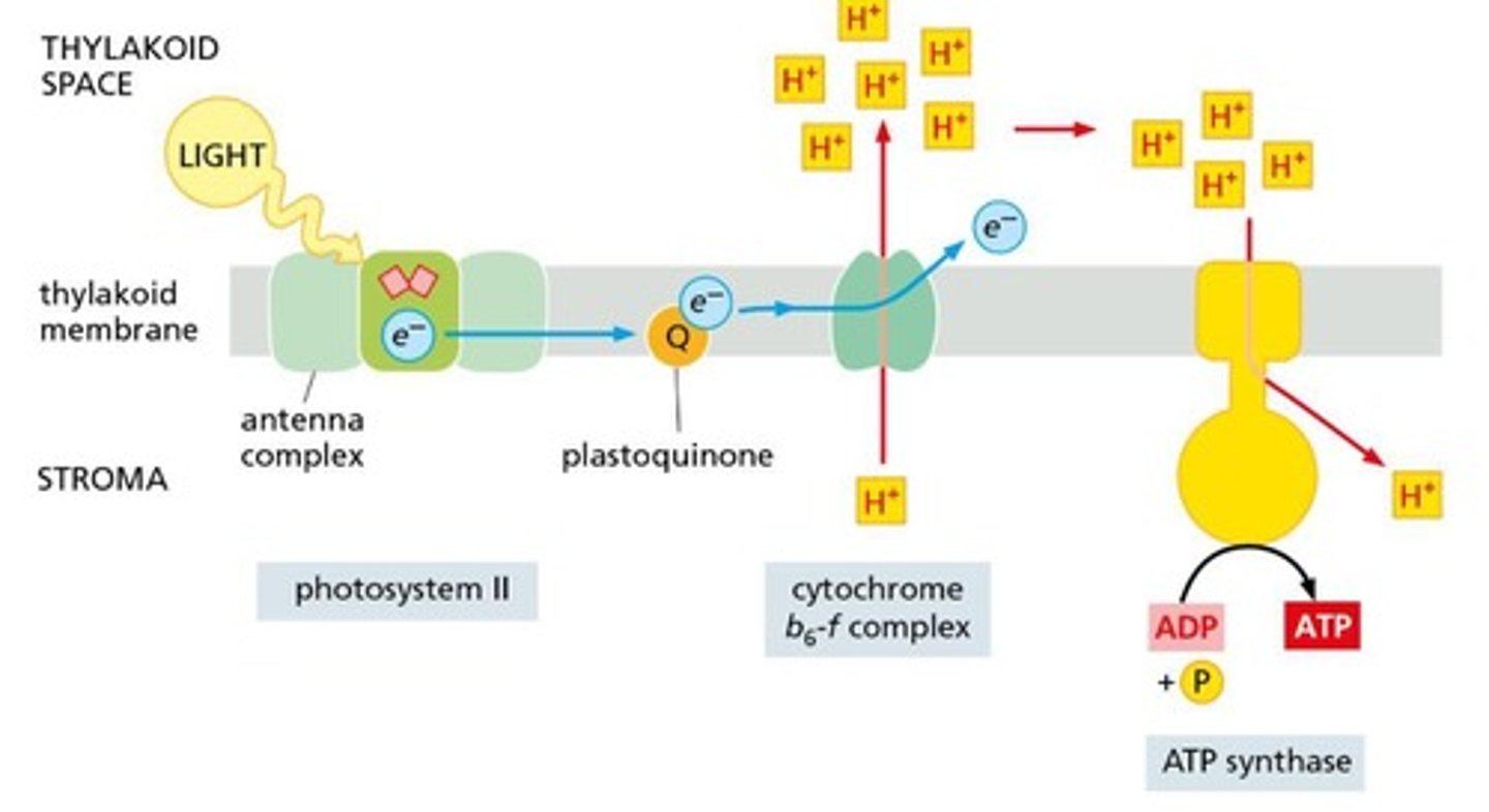 <p>The ETC transfers electrons and helps generate ATP and NADPH</p>