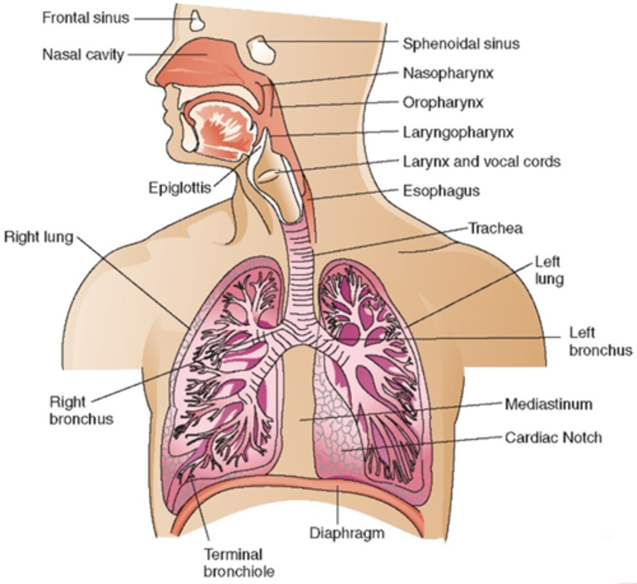 <p>1. nose</p><p>2. mouth</p><p>3. pharynx</p><p>4. larynx</p>