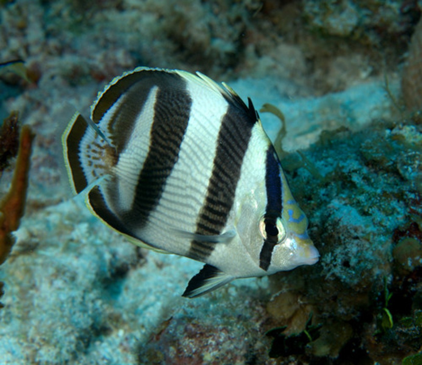 knowt flashcard image