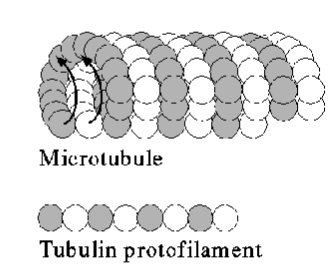 <p>Formed of tubulin heterodimers (alpha and beta subunit)</p>