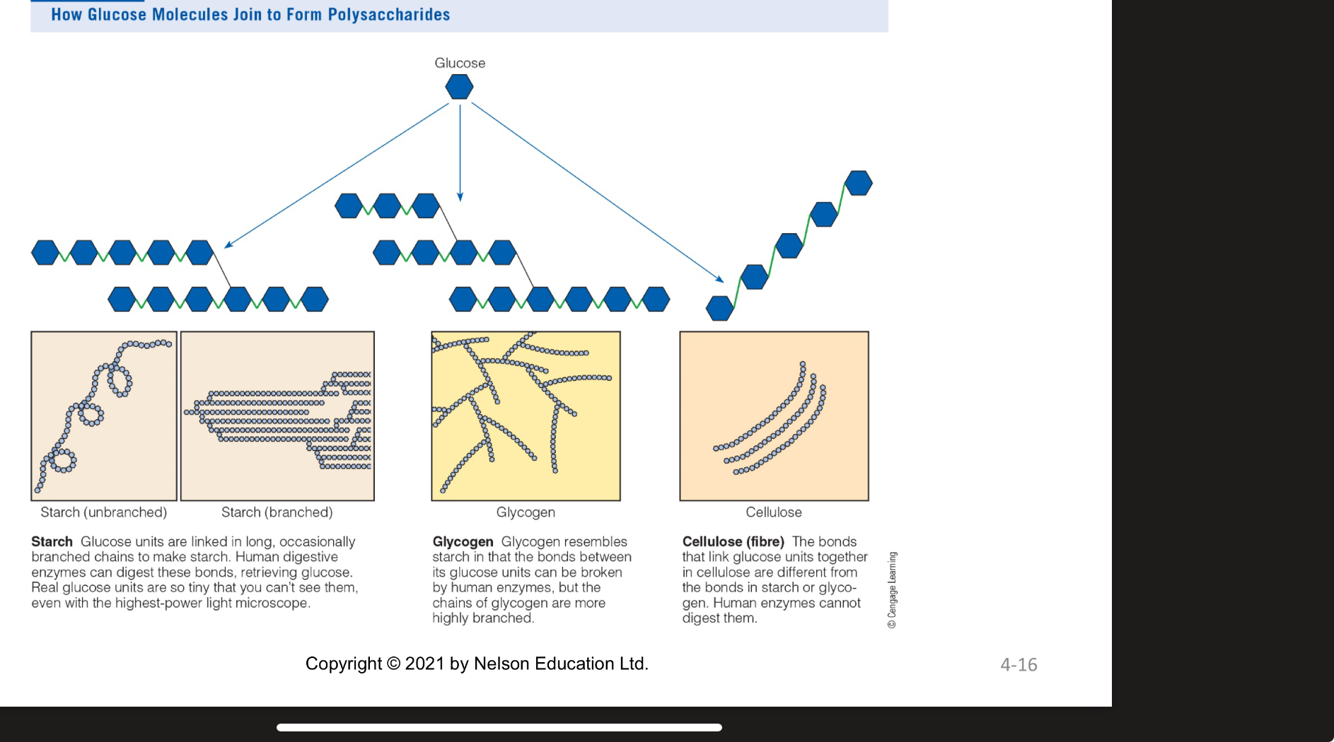 <p>Glycogen=stored in liver and muscles, highly branched, reserve for energy</p><p>starch= storage form of ;glucose for plants’ long branched AND unbranched chains</p><p>Fibre= structural part of plants, </p>