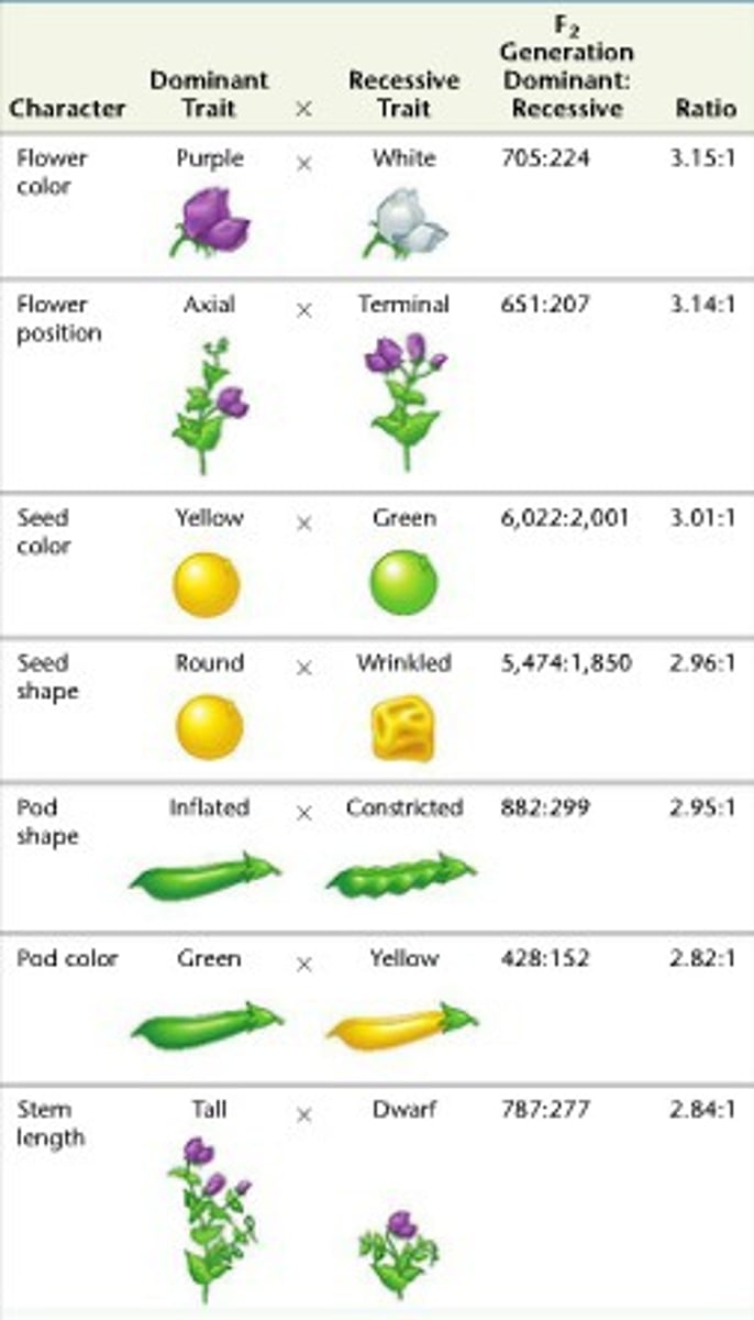 <p>pea plants and experimented with clearly contrasting phenotypes.</p>
