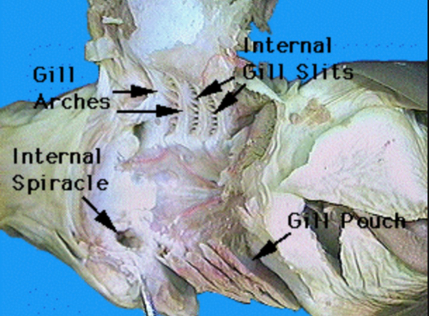 <p>Bony/cartilaginous support for gills and blood vessels — Curved skeletal elements in pharyngeal wall</p>
