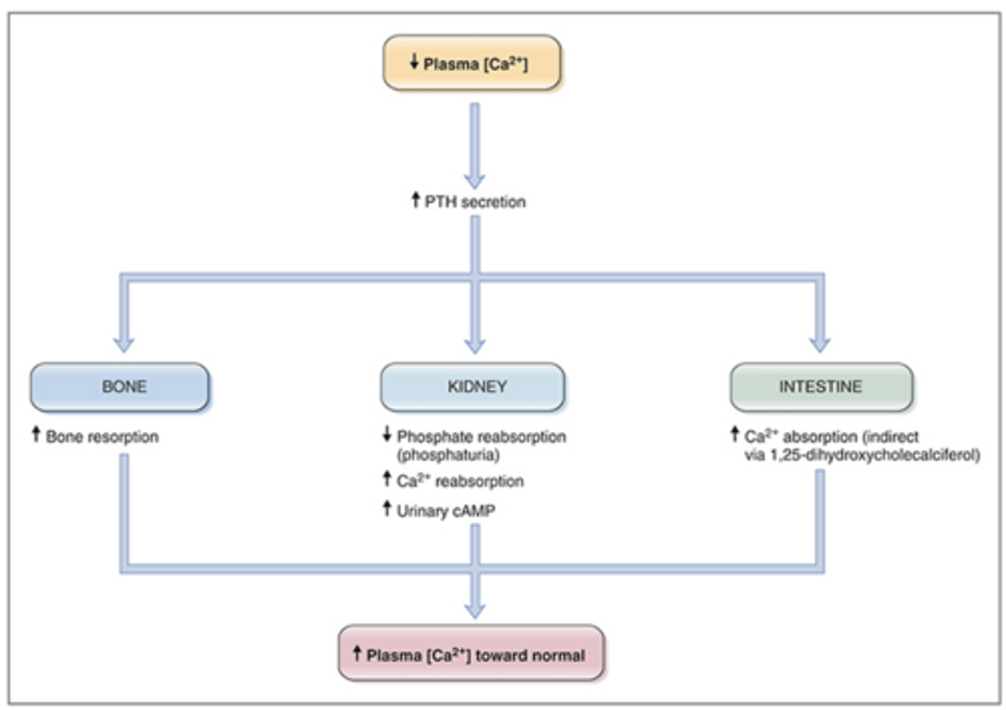 <p>when plasma Ca2+ levels fall below normal, PTH is released to increase plasma Ca2+ -> an example of a negative feedback pathway:</p>