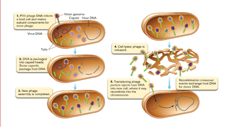 <p>bacteriophages capable of generalized transduction have trouble distinguishing their own DNA from host when packaging DNA into capsids</p><ul><li><p>pieces of host DNA accidentally become packaged in the phage capsid instead of phage DNA </p></li><li><p>no new phages are made if that is the case but it can change the genetic makeup of the cell  </p></li></ul>