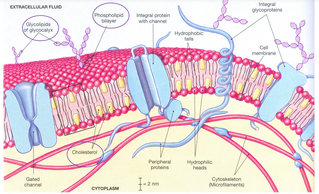 <p><u>Phosphoglycerides (phospholipids)</u></p><ul><li><p>~50% of membrane lipid</p></li><li><p>surround and anchor proteins</p></li><li><p>phosphatidylcholine, phosphatidylserine, phosphatidylethanolamine (only have to recognise name)</p></li></ul><p><u>Cholesterol</u></p><ul><li><p>stabilises membrane</p></li></ul><p><u>Glycolipids</u></p><ul><li><p>Intercellular communication</p></li><li><p>E.g. sphingolipids, gangliosides</p></li></ul><p></p>