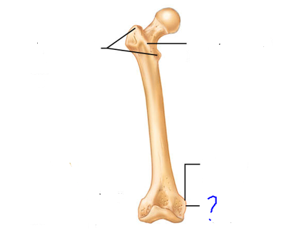 <p>Projections that are sites of muscle &amp; ligament attachment</p><ul><li><p>raised area on or above condyle</p></li></ul>
