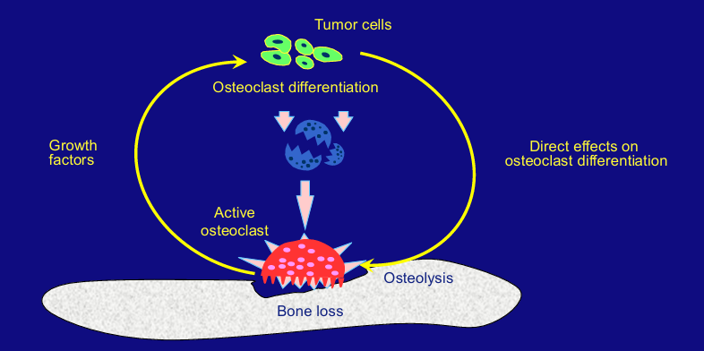 <p>-bone metabolism</p>