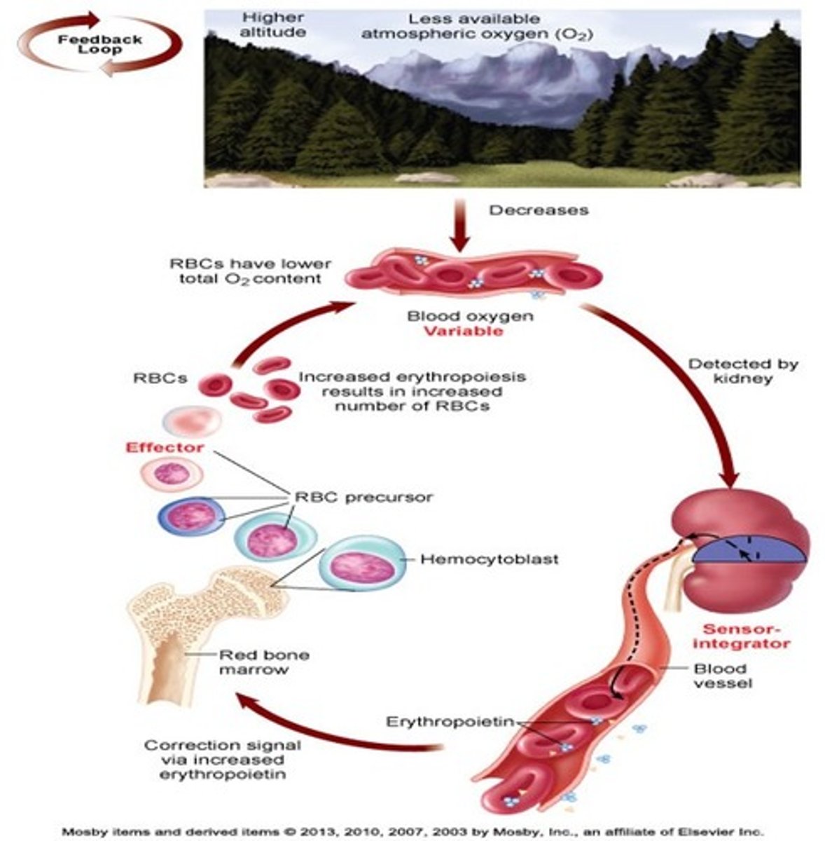 <p>low oxygen in RBC is detected by the kidney then the kidney release erythroprotein in the blood vessel afterwards the signal from the erythroprotein causes the bone marrow to produce hemocytoblast which is the precursor for erythrocytes (erythroblast) to compensate from the low oxygen in the atmosphere</p>