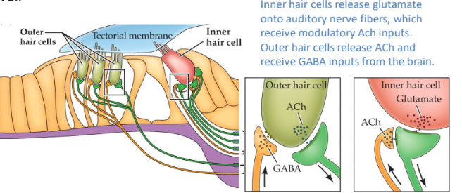 <p>inner: <strong>primary sensory cells</strong> for sound</p><p>outer: 3 rows that can <strong>physically move to amplify vibrations</strong> of the tectorial membrane to improve sensitivity of hearing. can also generate vibrations that go back to eardrum to produce otoacoustic emissions </p>