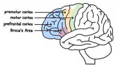 <p><span><span>• Higher cortical functions</span><span><br></span><span>• Decision-making, problem-solving, planning, organisation, motivation, emotional regulation</span></span></p>