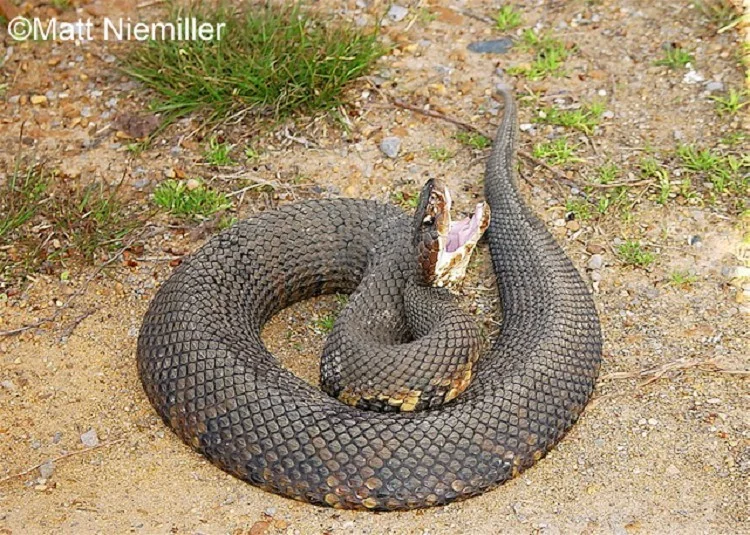 <p><span>cottonmouth</span></p>