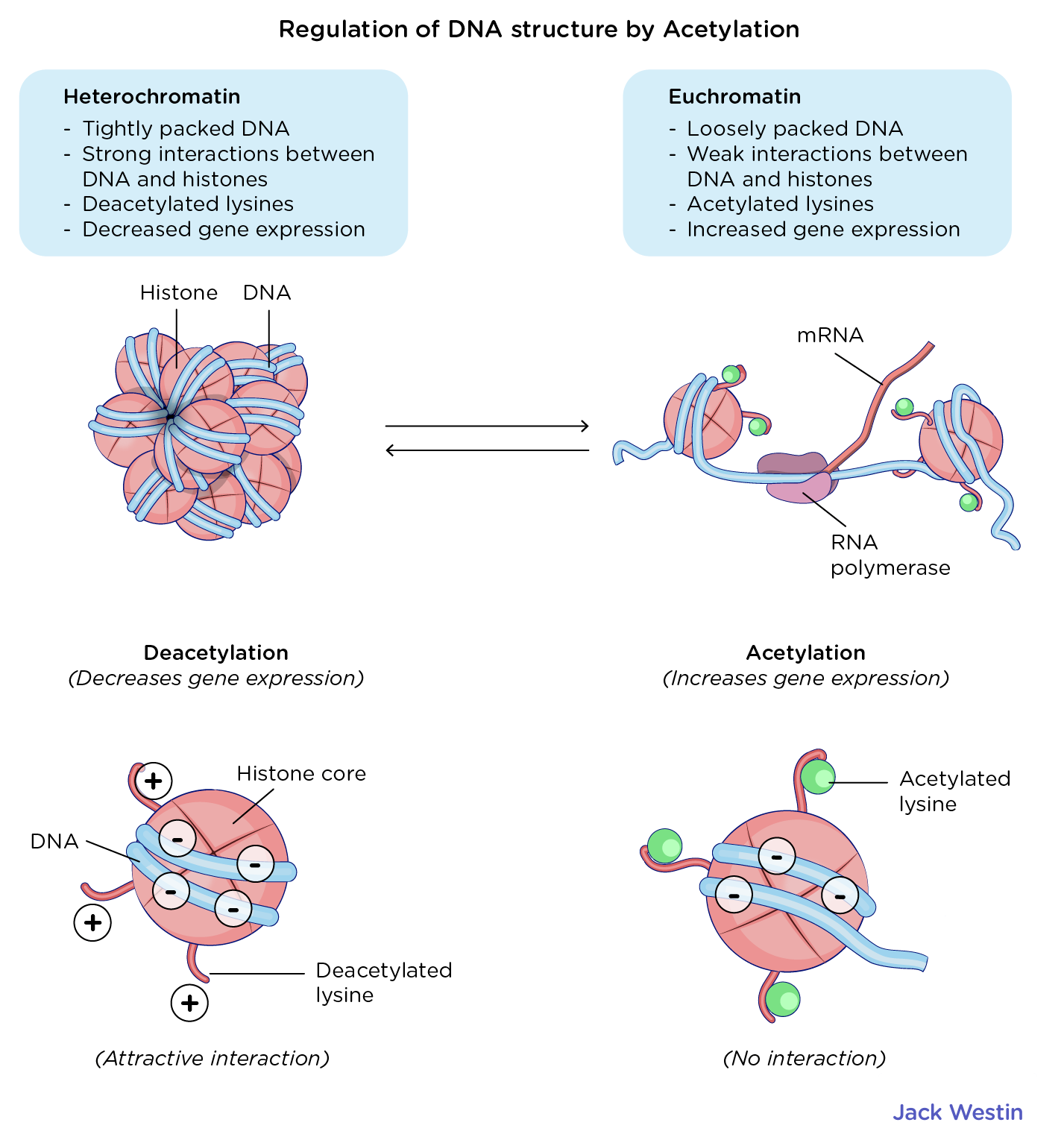 <p>Describe fatty acid synthesis</p><p><br>How does Acetylation Regulate DNA Structure?</p>