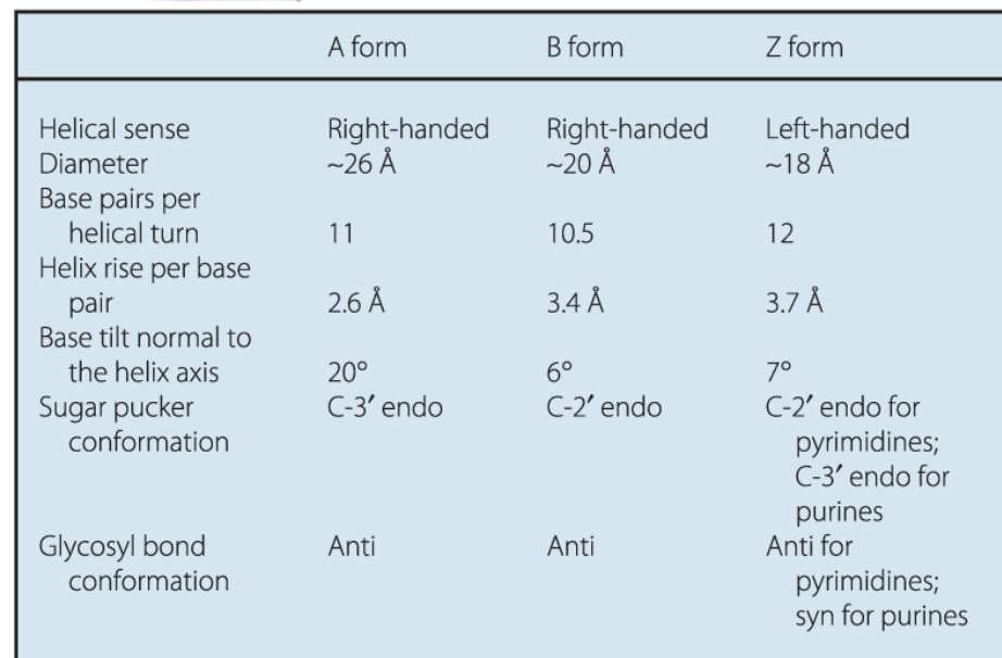 <p>A form</p><p>B form (standard)</p><p>Z form</p>