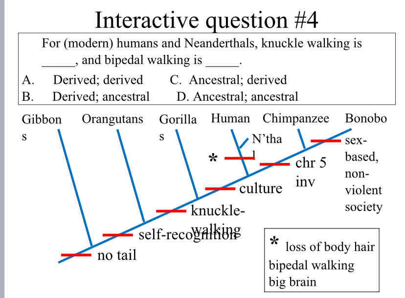 <p>Practice Question (Traits) - For (modern) humans and Neanderthals, knuckle walking is _____, and bipedal walking is ____.</p>