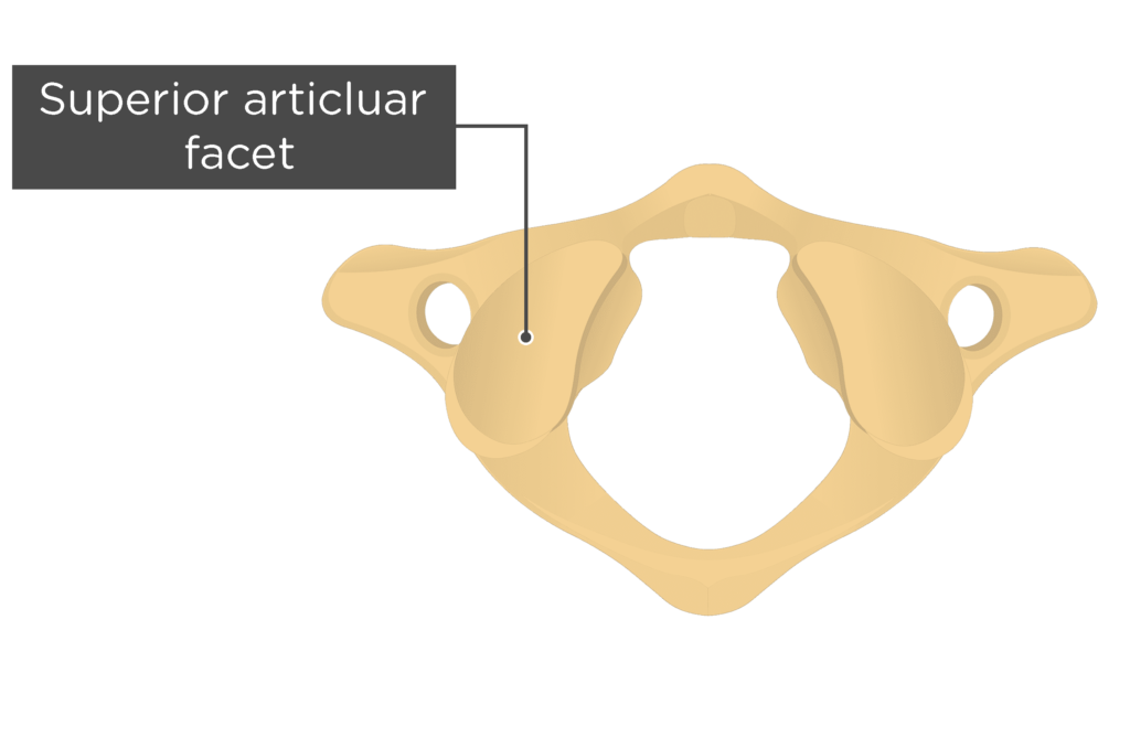 <p>The <strong>Superior</strong> <strong>Articulating</strong> <strong>Facets</strong> of the <strong>C1 Atlas </strong>articulate with…</p>