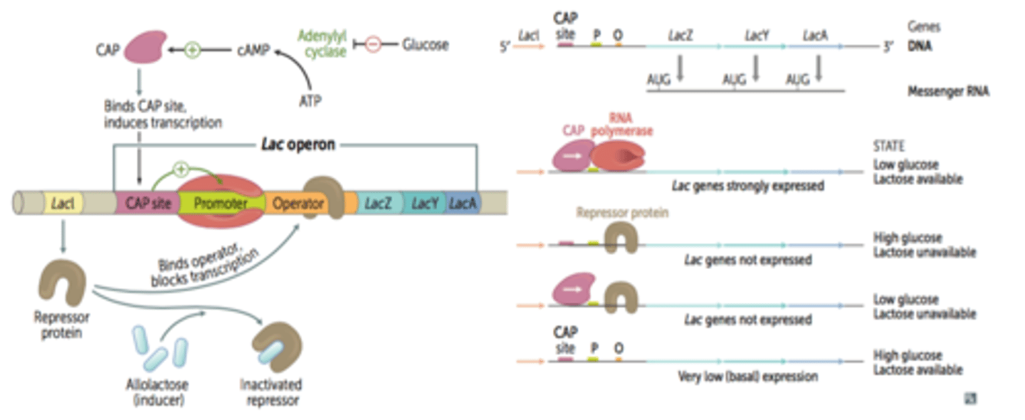 <p>when blood sugar is _____, glucagon breaks down glycogen into ________</p>