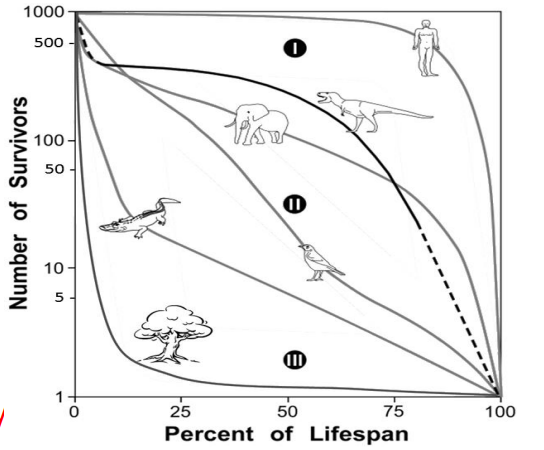Use the survivorship curves on the right. Albertosaurus (the dinosaur) reached adulthood at about 15 years old, and lived to be about 30. Thus, about ___ of dinosaur hatchlings reach sexual maturity. 

A. 90% B. 40% C. 10% D. 4% E. 1%
